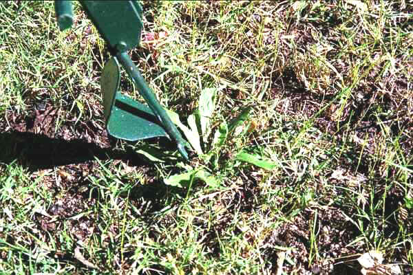 The Weeder is Rigid push it near the Centre of the Weed