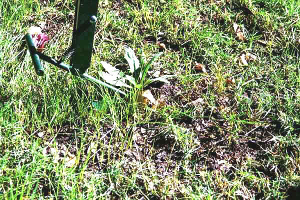 Use the Foot Bar if Necessary to eject the Weed above the Surface